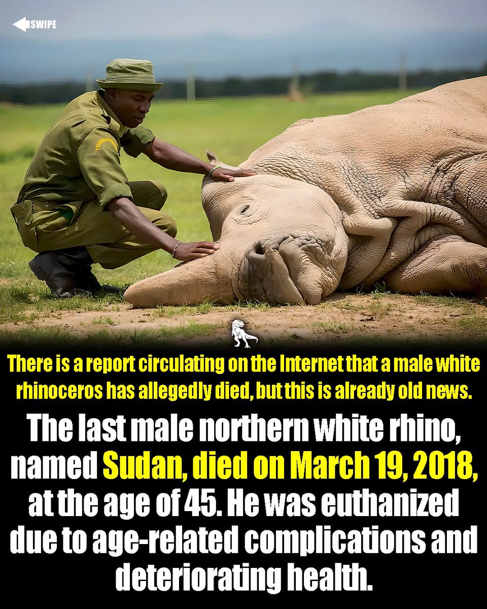 pltdinosaurs's tweet photo. There is a report circulating on the Internet that a male white rhinoceros has allegedly died, but this is already old news.

The last male northern white rhino, named Sudan, died on March 19, 2018, at the age of 45.
#Rhino #NorthernWhiteRhino #WildlifeConservation https://t.co/LJJJGn2UGv