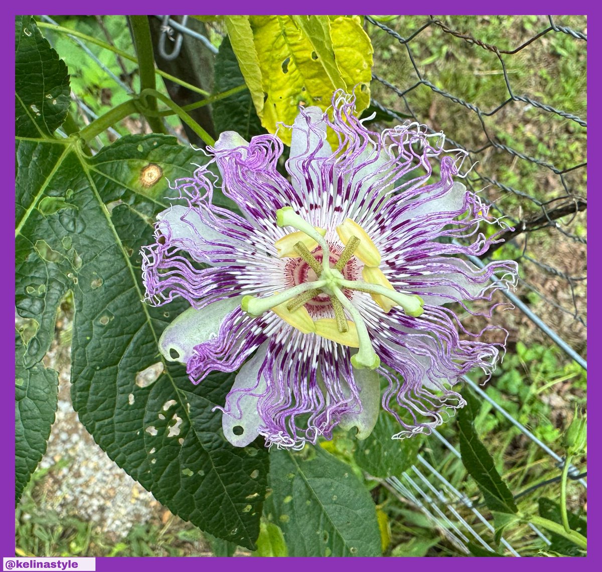 Kelina Style (@kelinastyle) on Twitter photo 