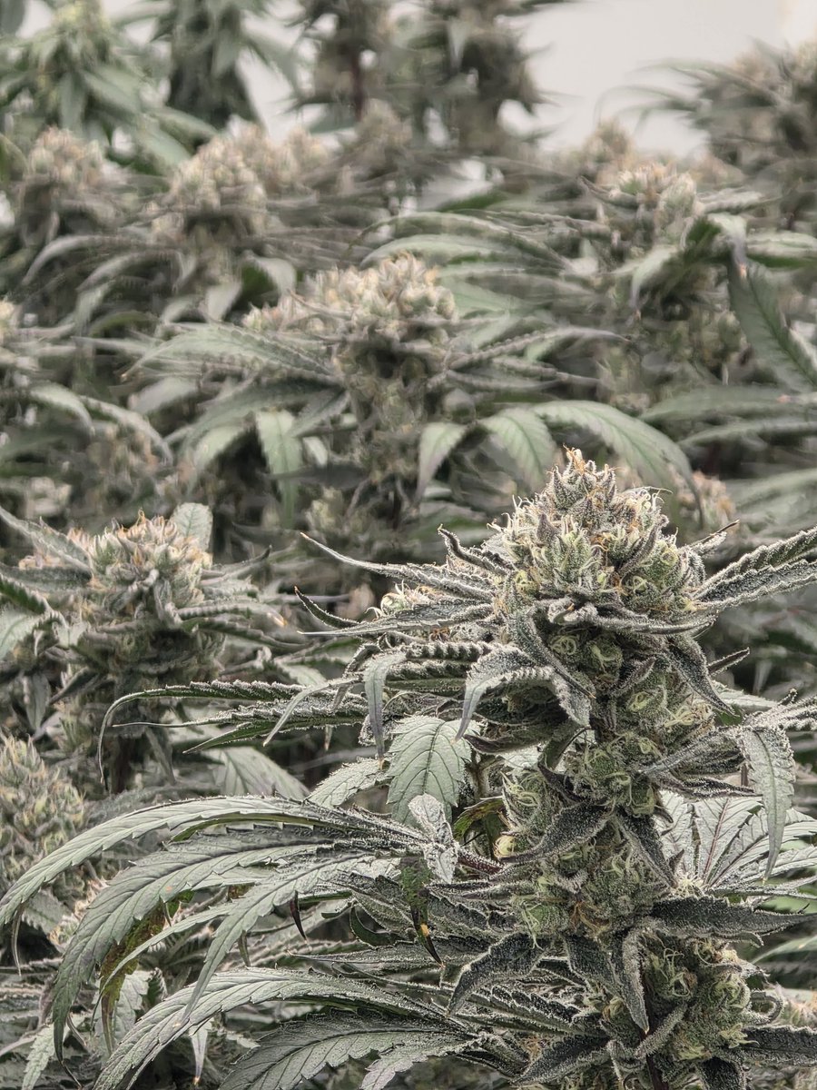 Tangie Runtz day 47 
Grown  on <a href="/DripHydroFYF/">Drip Hydro</a>