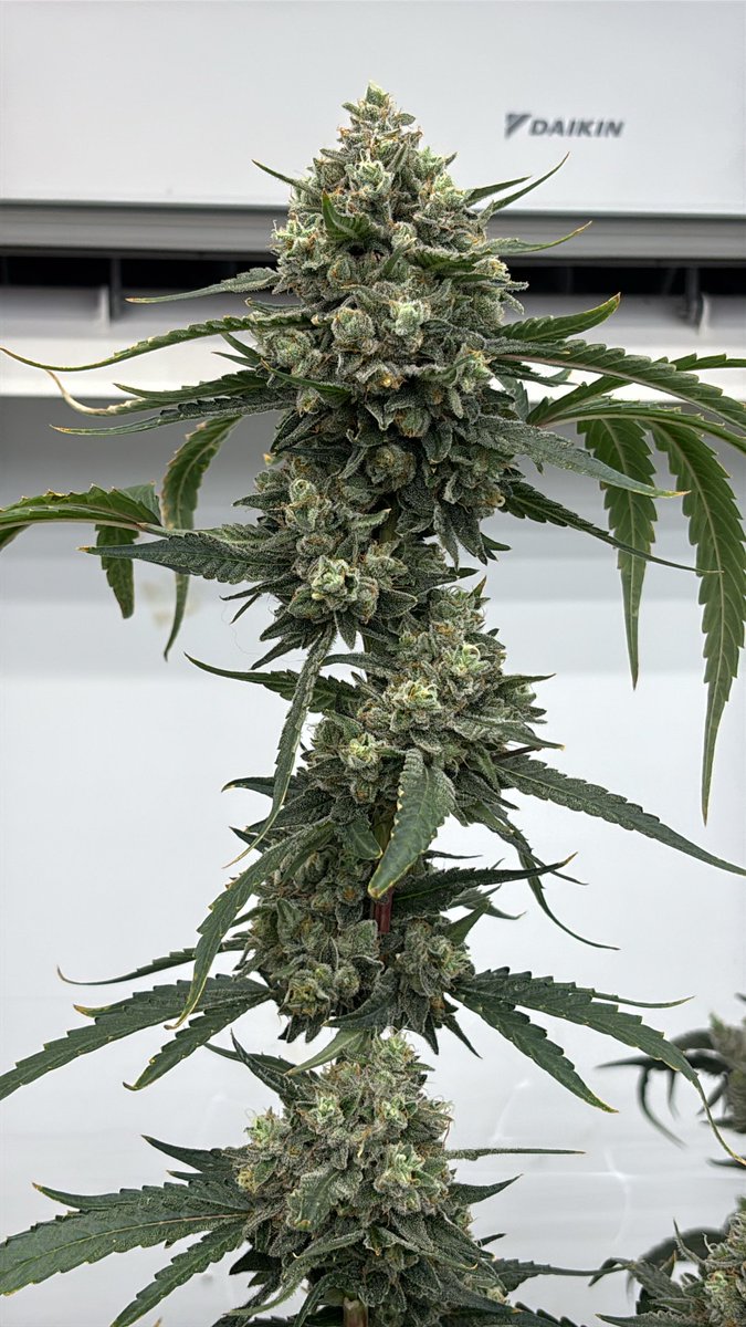 Raw Genetics Direct tweet media