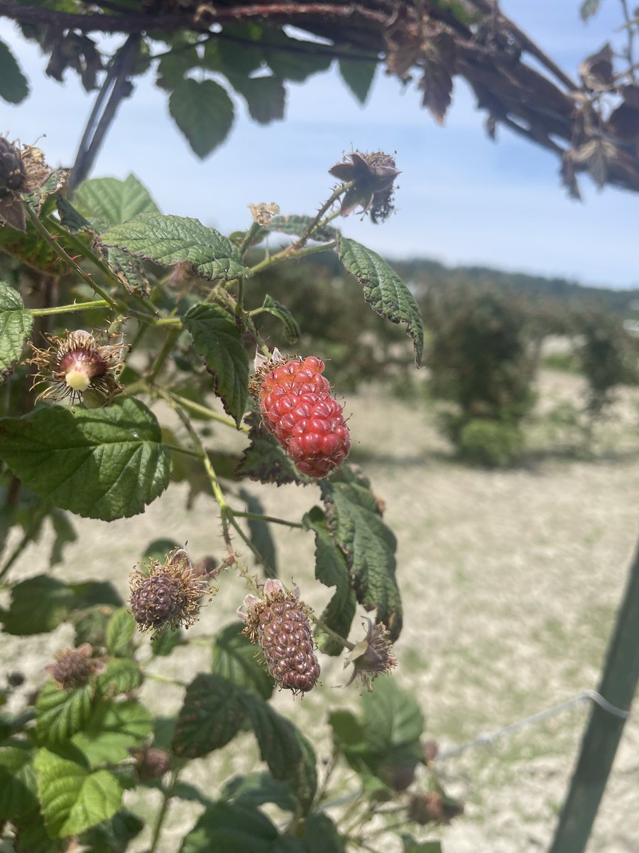 _schlime's tweet photo. My husband took me berry picking today and being outside in the sun with them makes the world go round. https://t.co/vrweK9NpOE