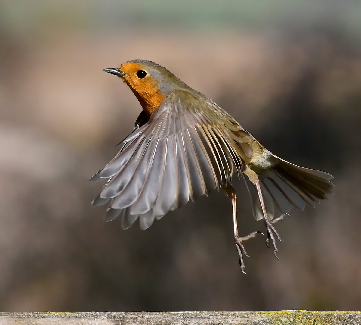 Robin take-off! 😀🐦😍
