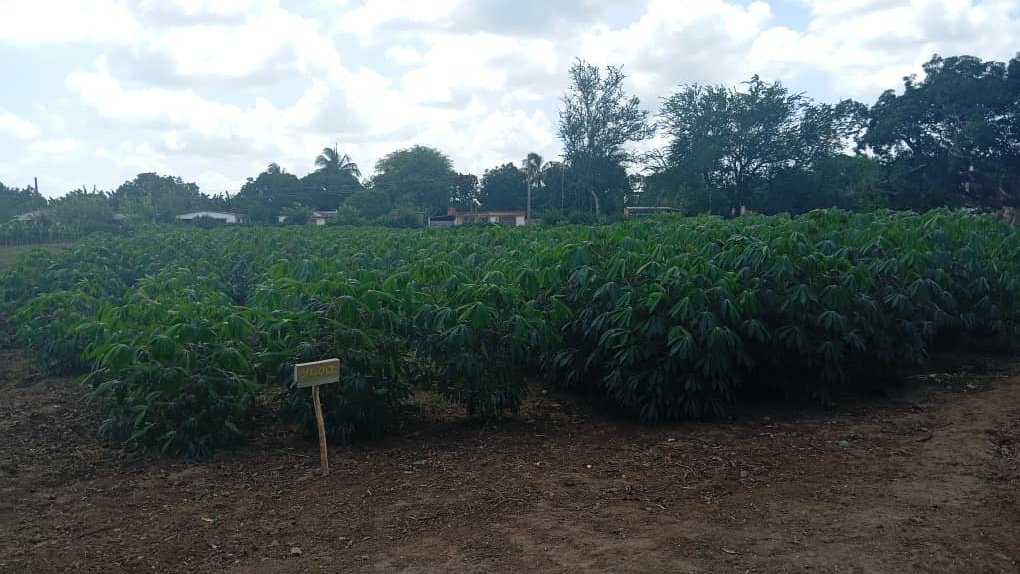 En Guaimaro visitamos el Proyecto de Desarrollo Local Rincón del Lago, en la comunidad Goyo Martínez.
Aquí conocimos que Ana María Fernández y su familia desde febrero iniciaron la producción agropecuaria para la donación y venta comunitaria. #GenteQueSuma