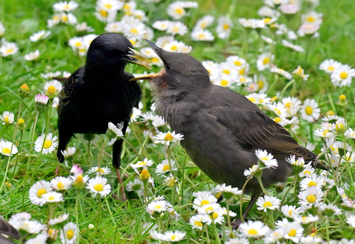 Starling feeding its young on my daisy covered lawn recently. 😊🐦