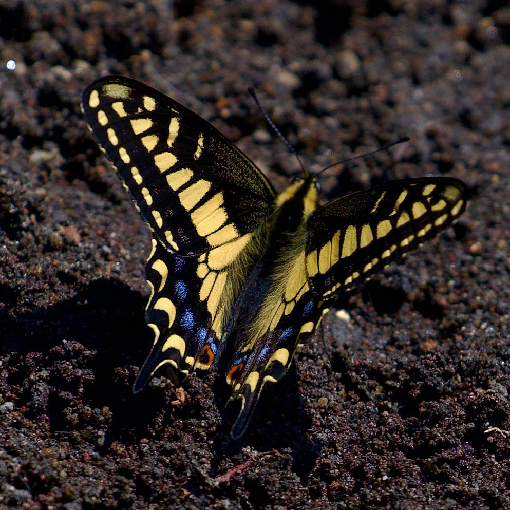 sgehringdesign's tweet photo. Western Tiger Swallowtail at Suttle Lake.  Sunday June 8 2025 - 11:30 AM

#butterfly #westerntiger #westerntigerswallowtail #oregon #oregonexplored #naturephotograpy #naturephotos #portland https://t.co/3ZbRlejBQZ