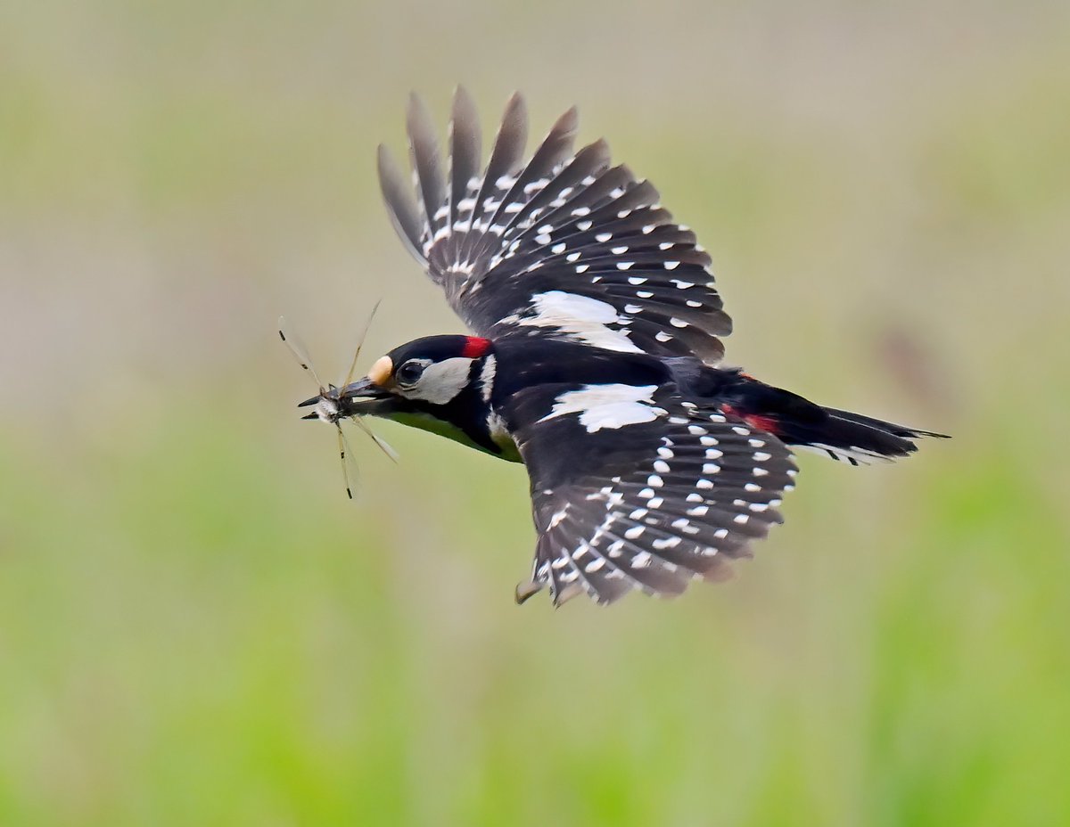 Great Spotted Woodpecker with a dragonfly! 😀
 Taken recently at Shapwick Heath in Somerset. 😊🐦