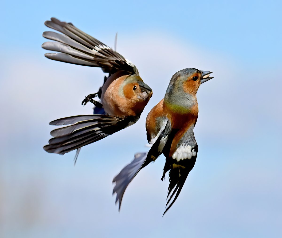 Bickering mid-air Chaffinches! 😁
 The one on the right taking evasive action! 🐦