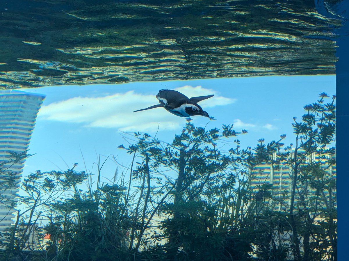 strelitzia__0's tweet image. 水族館行ってきた(*˘ ˘*)