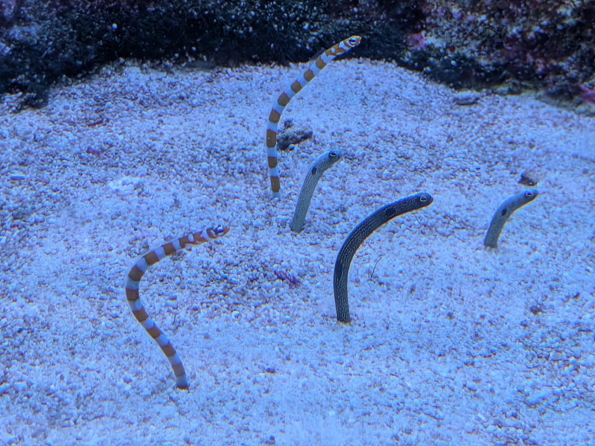 strelitzia__0's tweet image. 水族館行ってきた(*˘ ˘*)