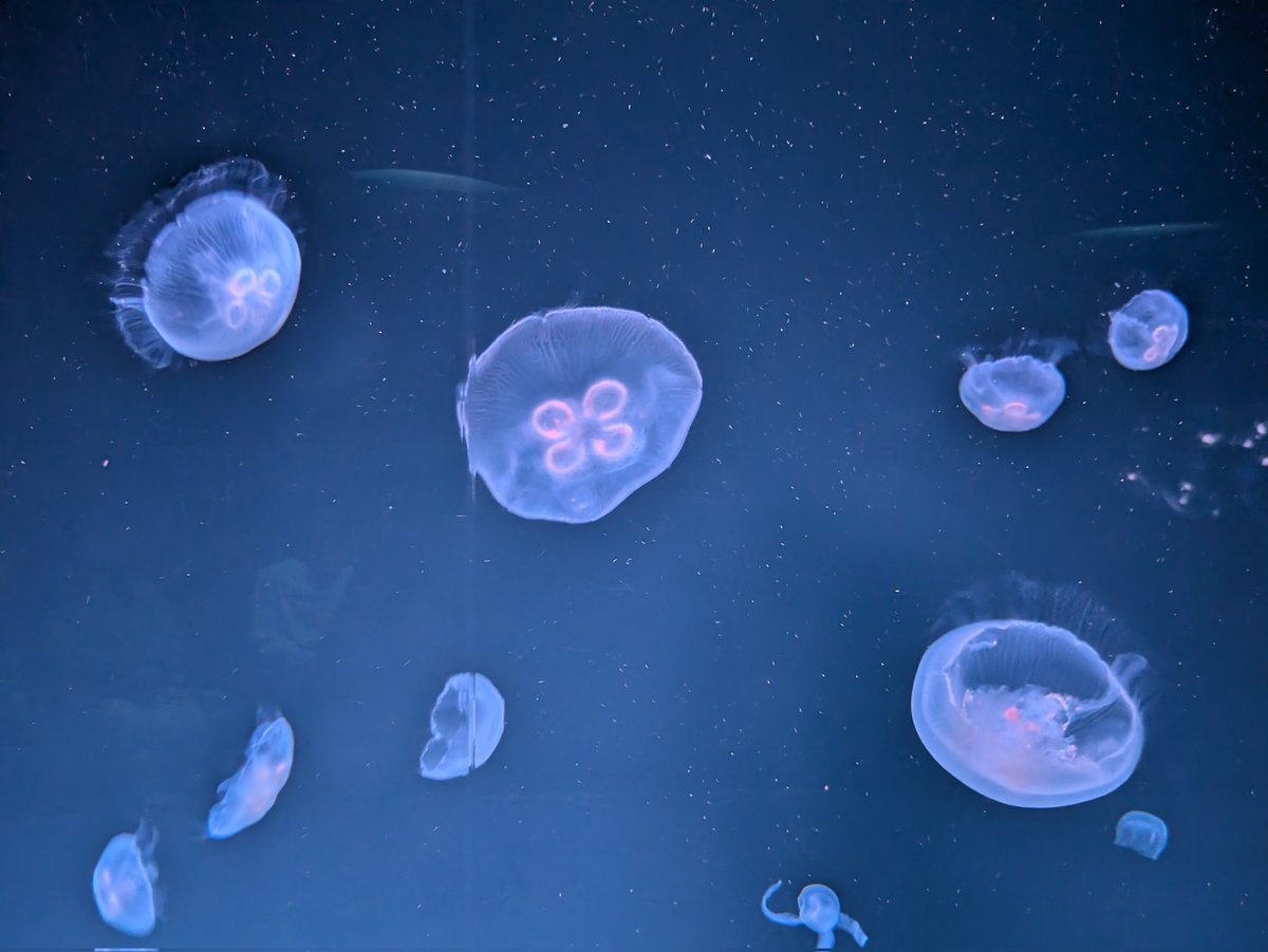 strelitzia__0's tweet image. 水族館行ってきた(*˘ ˘*)