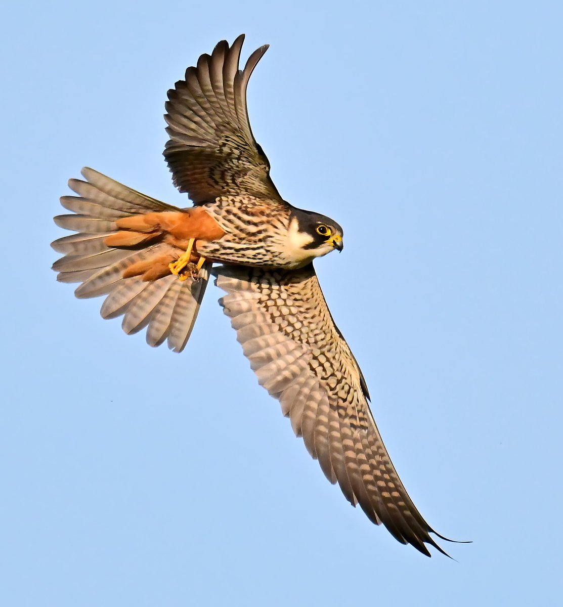 Who knows what this bird of prey is? 🤔

Kestrel? 🐦
Sparrowhawk? 🐦
Merlin? 🐦
Peregrine Falcon? 🐦
Hobby? 🐦