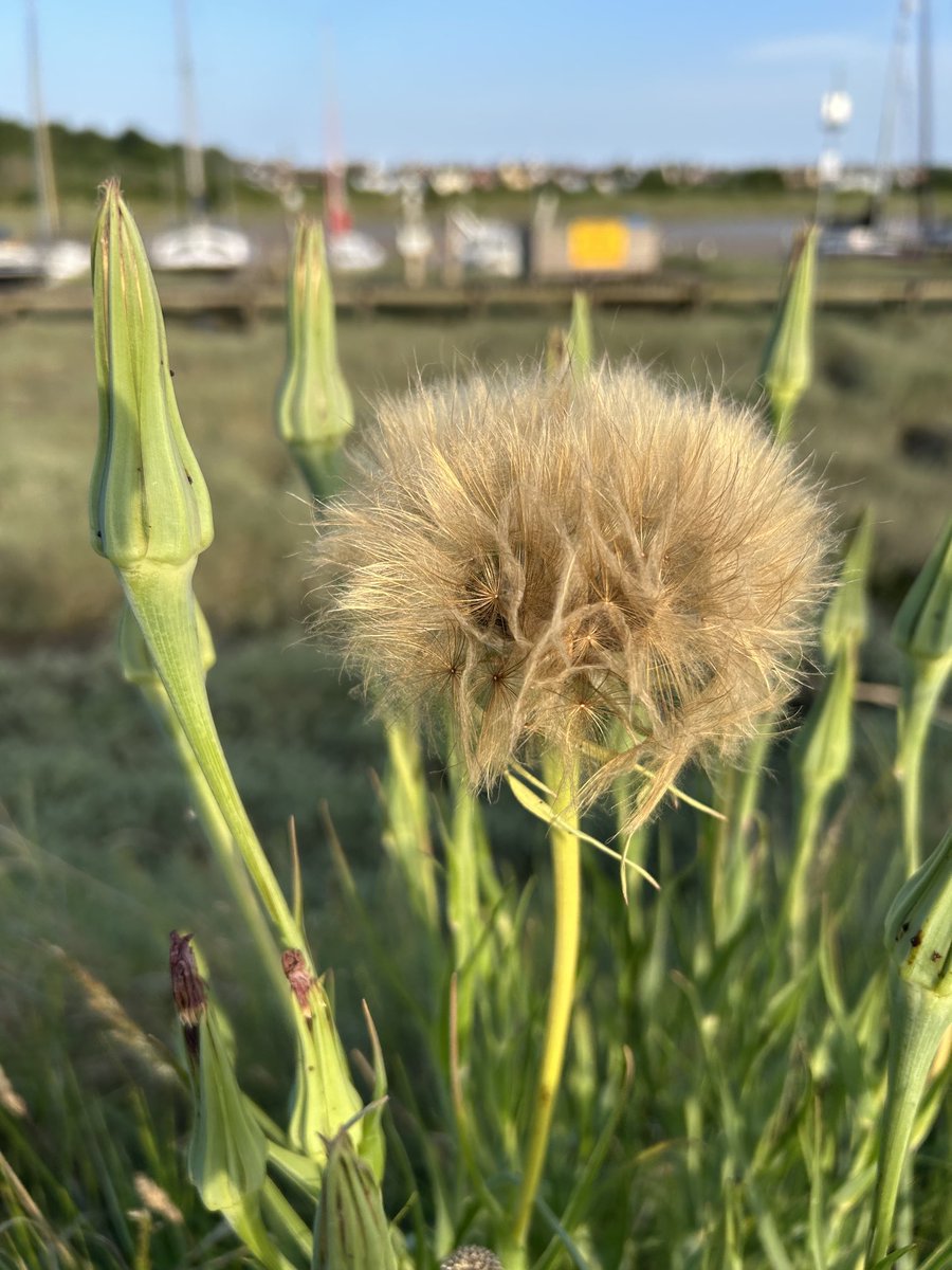 Asking the Twitterati, #plant loving type people. Does anyone know what this is? Seen in #Rowhedge #Essex #nature.