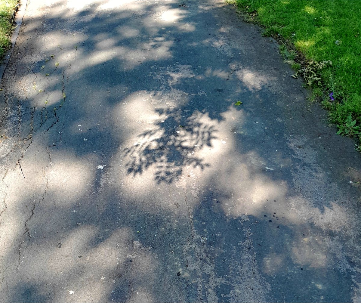Blurred and less blurred leaf shadows #summer #SummerVibes #shadows #whatsthatintheshadows