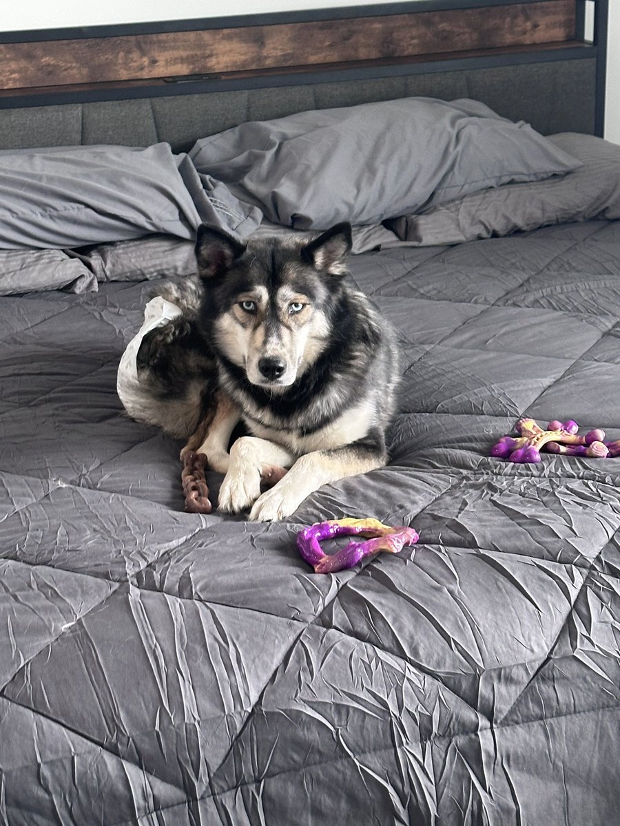 PronouncedJosh's tweet photo. Had some major shake ups in my personal life the past 2 months, only reason I can say I’m doing as good as I am mentally and emotionally is because I’ve had the best girl with me the entire time https://t.co/hHGzVdeUDz