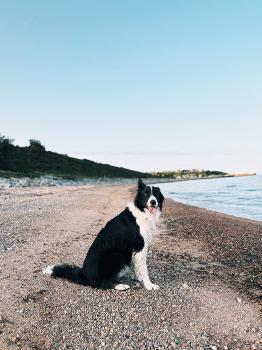 🐶