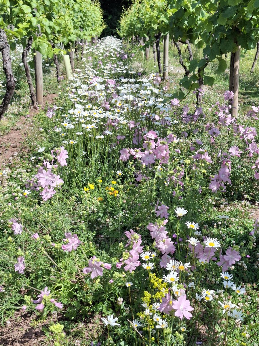 These #WildflowerStrips are being maintained at a height of 20cm in the alleyways. It might seem harsh to cut, but they will still deliver benefits for production &amp; wildlife whilst limiting the impact on the growers &amp; vines (e.g. shade). Thanks to Astley Vineyard for the pic