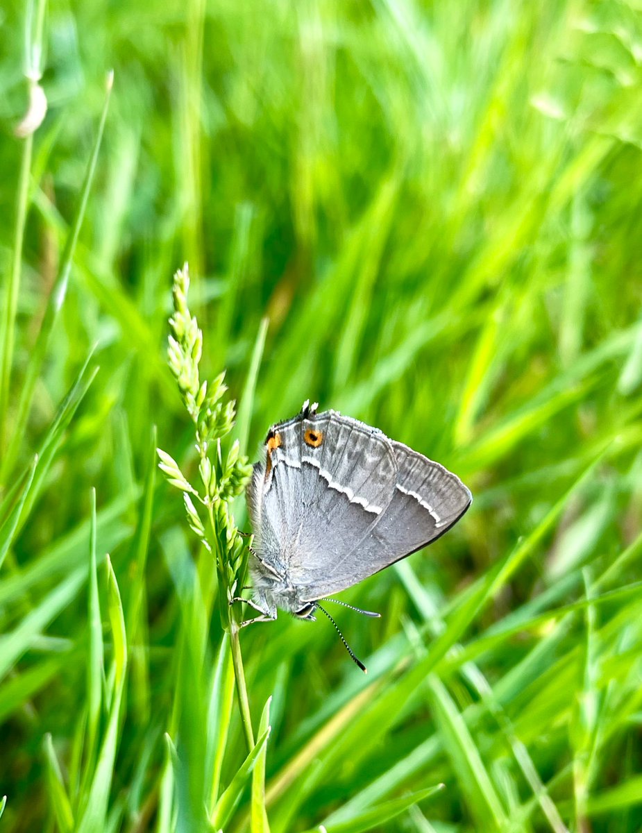 Glad I saw a flutter of iridescent purple wings along the footpath. It was this fantastic Purple Hairstreak 🤩 #purplehairstreak #butterfly #butterflies #lovebutterflies #oaktree #insect #invertebrates