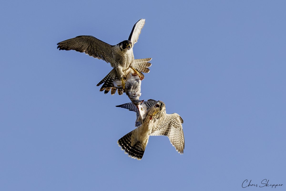 Cromer Peregrine Project (@cromerperegrine) on Twitter photo 