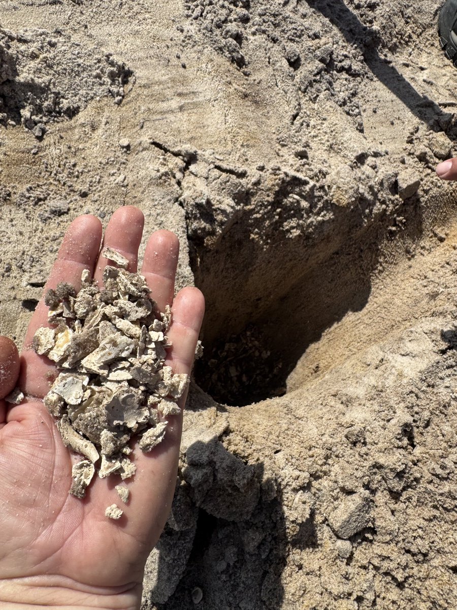 TloweTgrass's tweet image. Visited a club that was resurfacing 30 year old greens whose shell gravel was still looking good. It was also cool to see the upper surface peeled off and the white sand aerification channels through the OM layer, which will soon be removed as well.