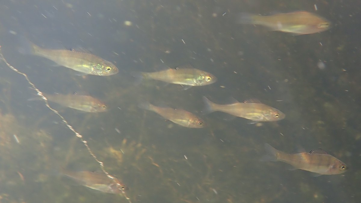 nicola crockford tweet media