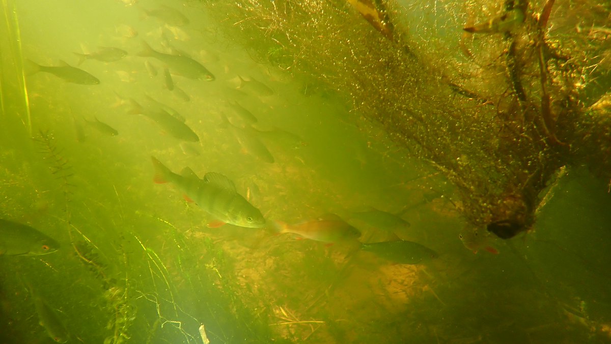 nicola crockford tweet media