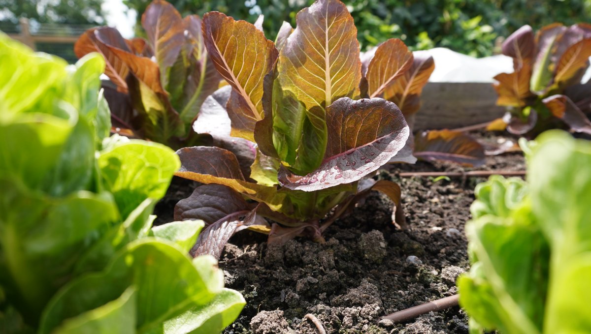 RIT Arenas tweet media