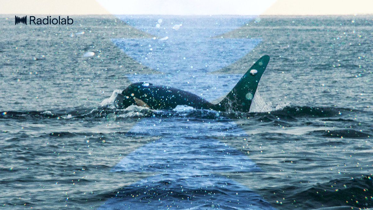 Radiolab's tweet image. What happens when the oceans most feared predator becomes the prey? Listen to “Mystery Bay,” episode four of our Swimming with Shadows series. bit.ly/49Qccfg