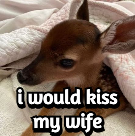 transgendeer (@ciervatonta) on Twitter photo 