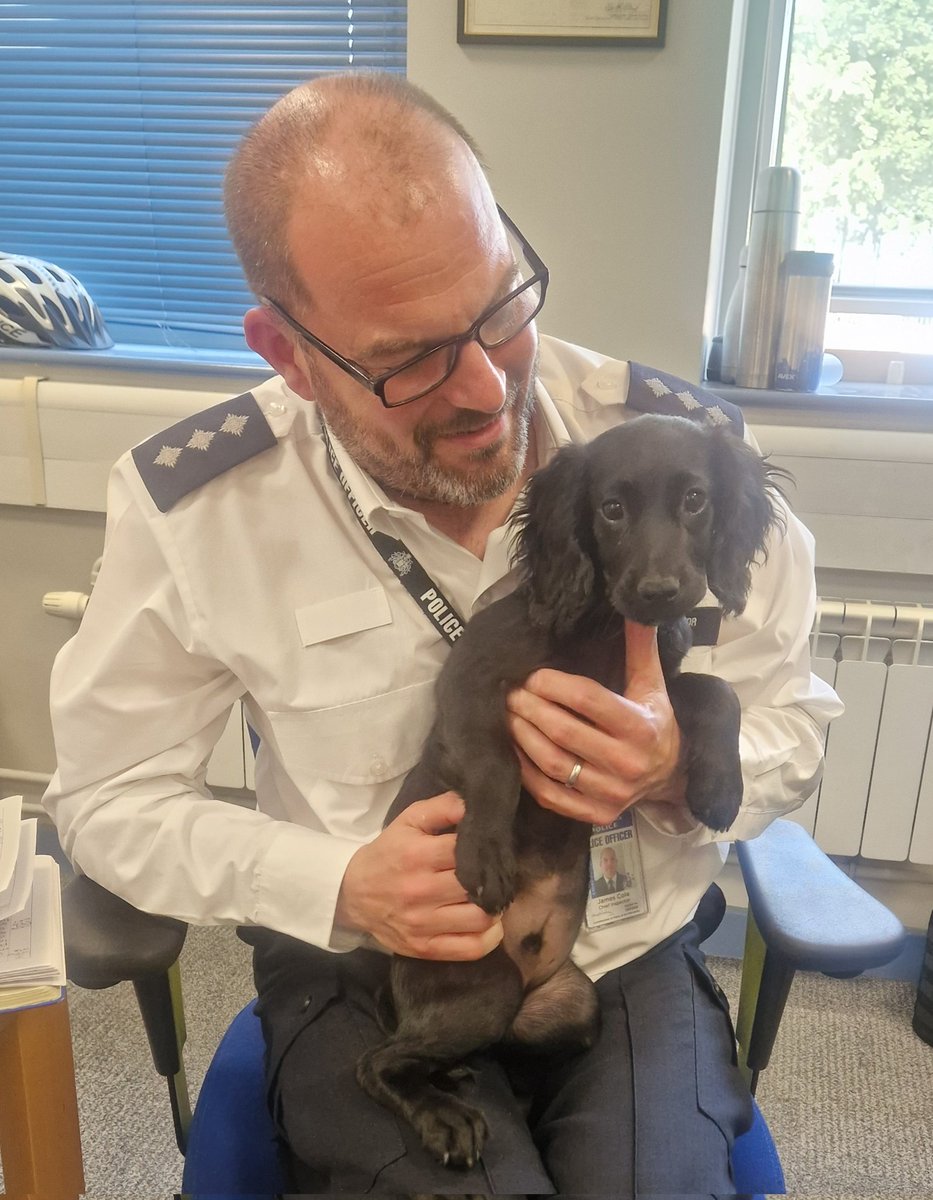 Jim Cole (@cole_jim_1) on Twitter photo I got to meet one of our new recruits today.
One of our future <a href="/MetTaskforce/">Met Police Taskforce</a> search dogs scampered into my office and brought a smile to my face I got to meet one of our new recruits today.
One of our future <a href="/MetTaskforce/">Met Police Taskforce</a> search dogs scampered into my office and brought a smile to my face