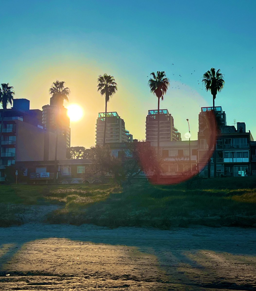 Adiós a las palmeras de la rambla? 
El picudo rojo amenaza hasta nuestro ritual de negación al invierno…