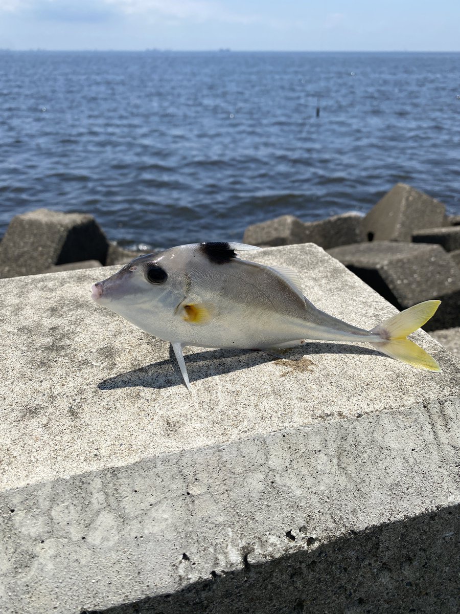 【希少】フーテンの豚さん 商品一覧 | おだがきさん家の八鹿豚