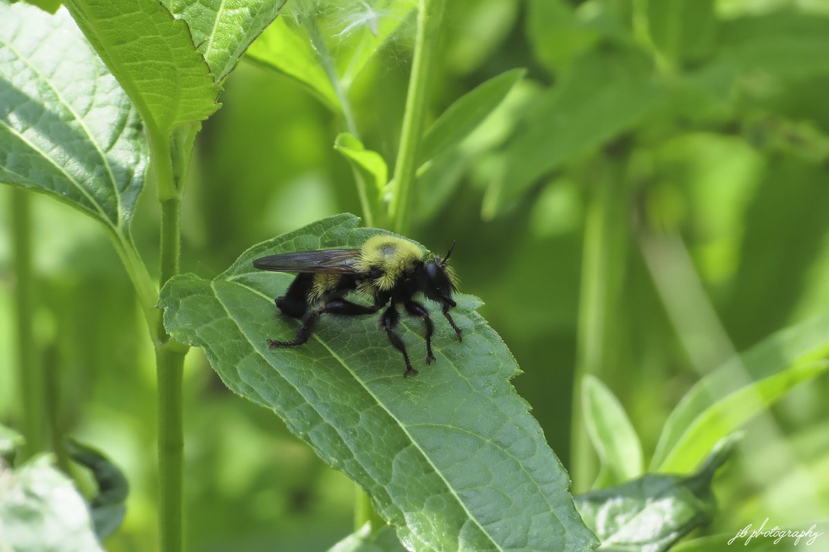 The bumble bee mimics have arrived in my garden!