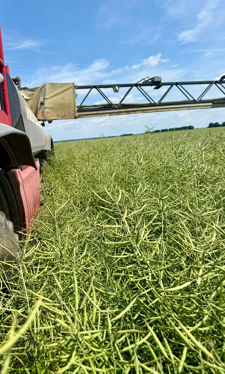 Pod-stick time on OSR. ☀️