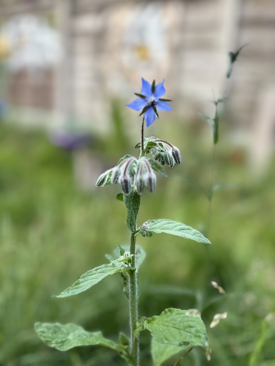 Borage is starting to appear. Bees love this stuff.