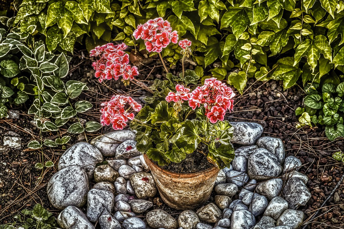 Still Life Photography – Rustic Potted Geranium
Capture the essence of nature with earthy tones and floral charm, perfect for branding, editorials, and decor.
🪙 0.98 tez
🔗 objkt.com/tokens/KT1TFsP…
#StillLife #Nature #Photography #BrandingAssets