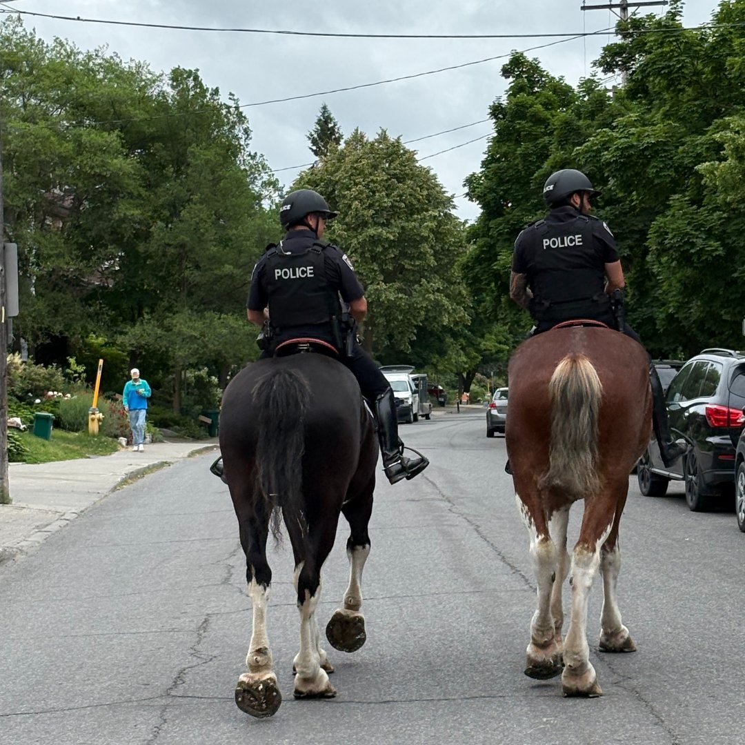 Spotted in Hintonburg!

Our Mounted Unit was out and about today, connecting with the community and saying hello to friendly faces in the neighbourhood!

Have you had a chance to meet our newest four-legged team members yet? Keep an eye out — you might just spot them on your next