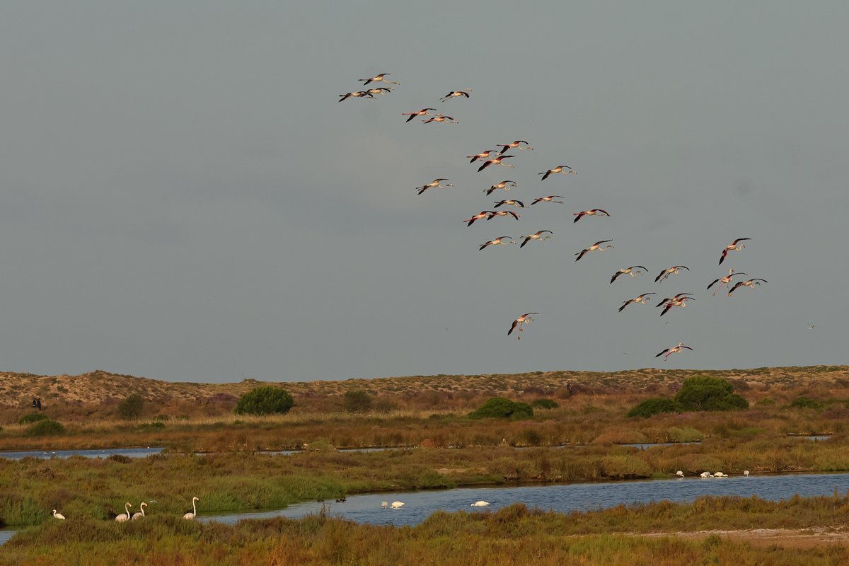 Greater Flamingos in Portugal