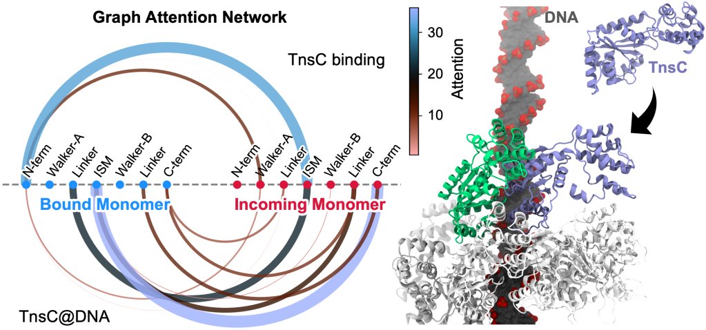 Giulia Palermo (@palermo_lab) on Twitter photo New study <a href="/biorxivpreprint/">bioRxiv</a> 
We revea, how TnsC filaments form and grow in #CRISPR-associated transposons using #FreeEnergy sims & introduce #DeepLearning-based Graph Attention Networks for decoding biomolecular systems!
biorxiv.org/content/10.110…
#GNN #StructuralBiology New study <a href="/biorxivpreprint/">bioRxiv</a> 
We revea, how TnsC filaments form and grow in #CRISPR-associated transposons using #FreeEnergy sims & introduce #DeepLearning-based Graph Attention Networks for decoding biomolecular systems!
biorxiv.org/content/10.110…
#GNN #StructuralBiology