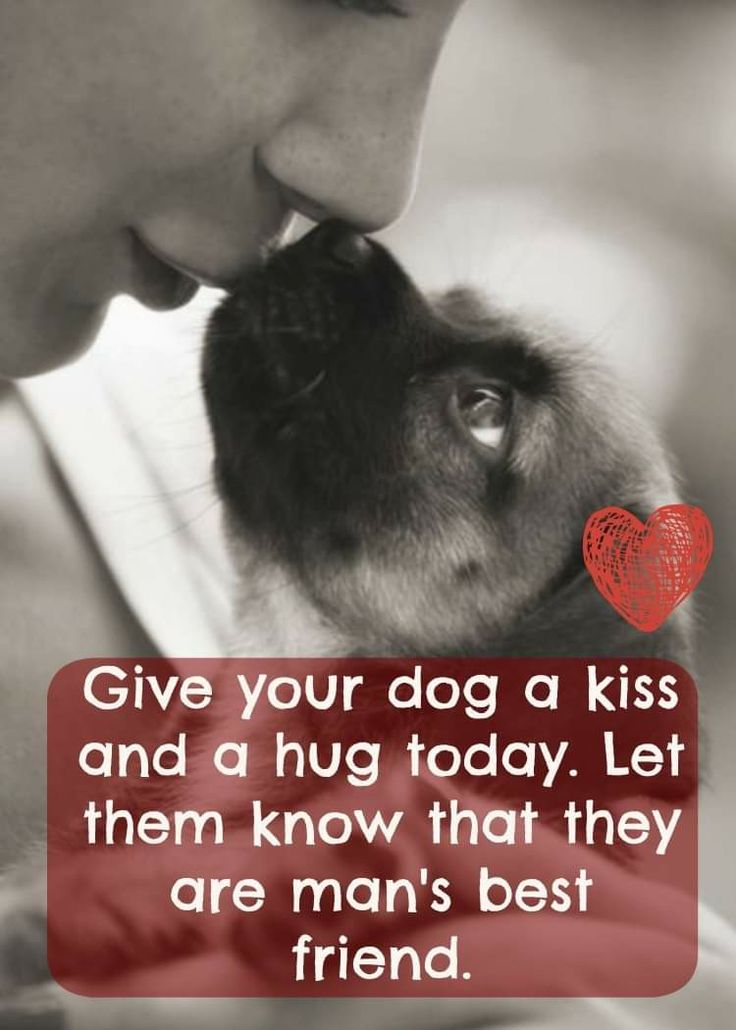 Dog Lovers (@doglovers03) on Twitter photo 