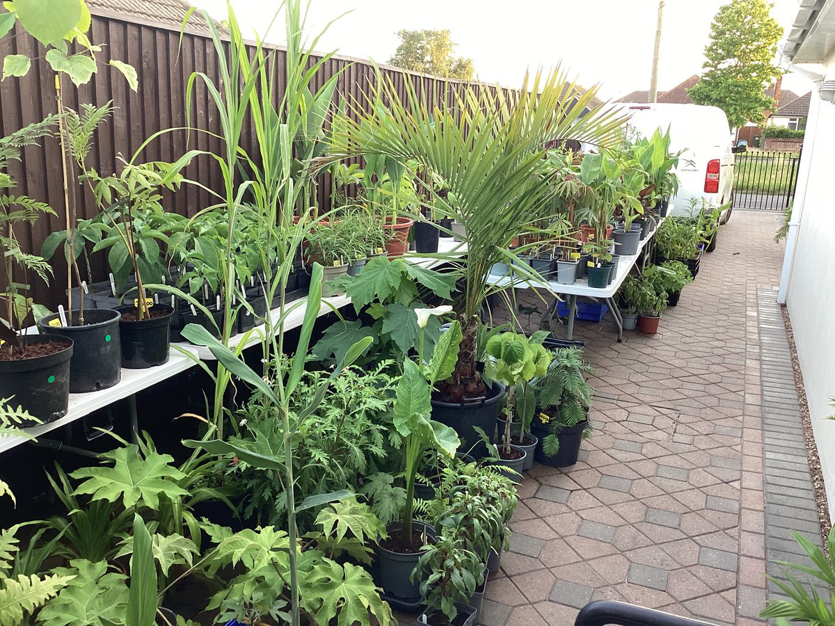 2 days to go the garden is looking great the plant sale area is filling up nicely with lots of exotics and some fantastic rarities . And Tina will be baking her delicious cakes tomorrow and early Sat morning. 
So please come along and Support our chosen charity Chestnut Nursery.