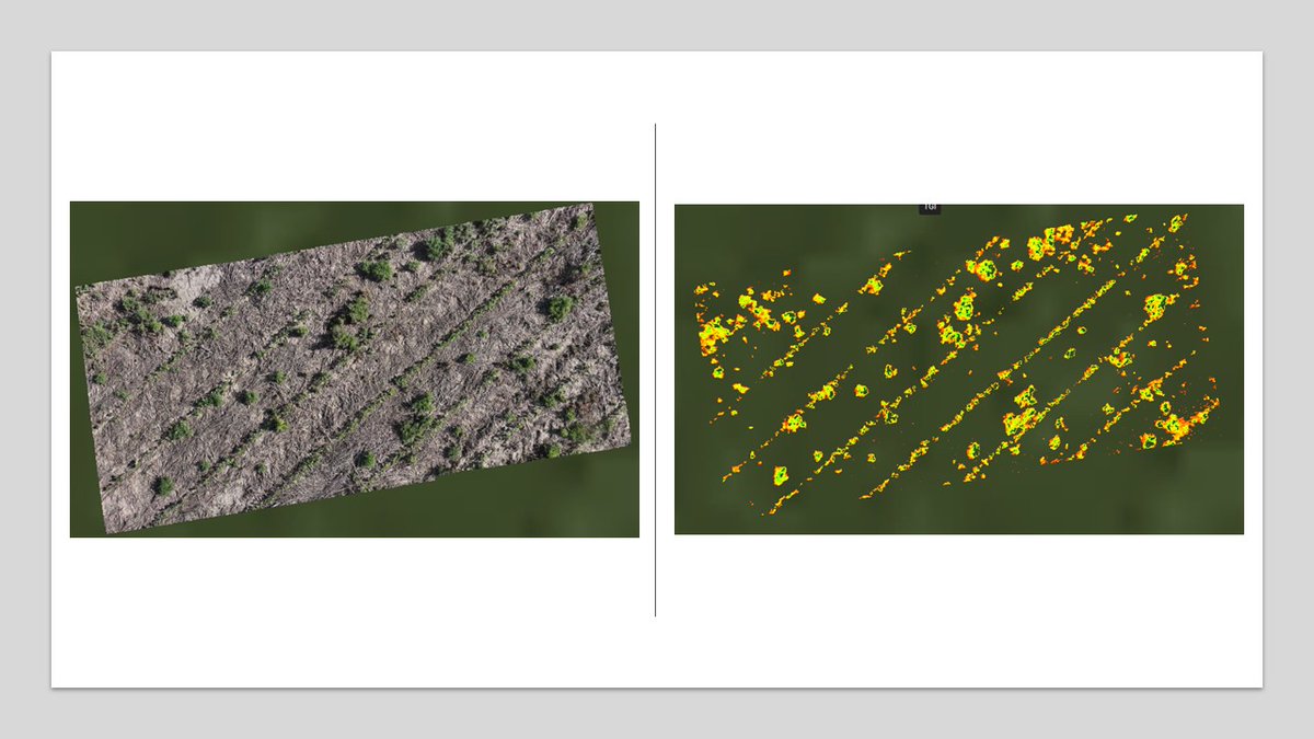 Working on generating weed prescription maps. They can help save herbicides, money and protect the environment.
