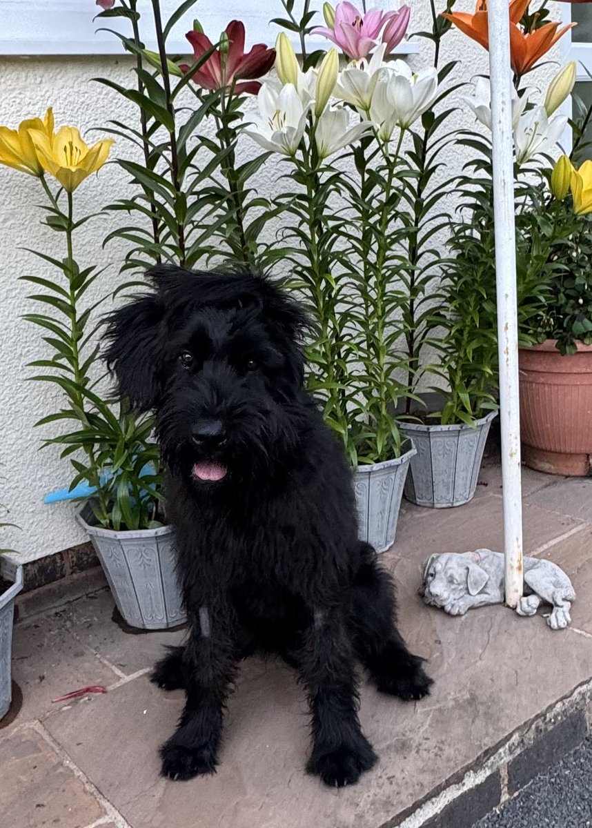 DC_Police Dogs ( Puppy Development Program) tweet media