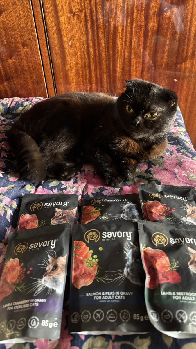 Дякую за підтримку Шпунтіка ❤️ Не питайте, чому саме так назвала, може то тимчасове імʼя, на тлі тотального пздца захотілося чогось милого, веселого й мультяшного.

Отже, побували зі Шпунтіком у ветеринара, здали кров – по загальному й біохімії більш-менш ок, тест на ВІК/лейкоз