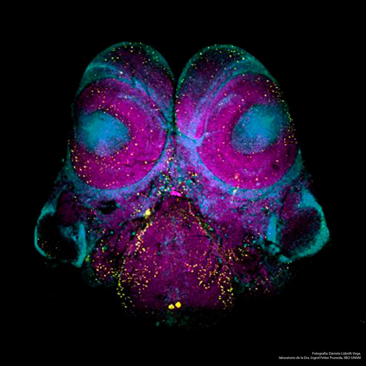 El #IIBO felicita a Daniela Lizbeth Vega, alumna del laboratorio de la Dra. Ingrid Fetter Pruneda, por obtener Mención Honorífica en el Concurso de fotografía científica UNAM 2025 en la Categoría Proyectos de Investigación. 📸 Fotografía: Cerebro de hormiga Atta | #OrgulloIIBO