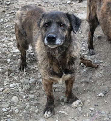 Lisa Clare Read ๐ (@lisaclareread2) on Twitter photo Poor little Arthus has been waiting in Bucov for over 8 years ๐ข
Please contact <a href="/ProDogRomania/">ProDogRomania</a> if you are able to help this lovely lad. He so deserves a home. Thank you ๐๐๐พ
prodogromania.de/alle-hunde/artโฆ
#AdoptDontShop #Germany #Austria #Switzerland #forgottensoulshour #rehomehour Poor little Arthus has been waiting in Bucov for over 8 years ๐ข
Please contact <a href="/ProDogRomania/">ProDogRomania</a> if you are able to help this lovely lad. He so deserves a home. Thank you ๐๐๐พ
prodogromania.de/alle-hunde/artโฆ
#AdoptDontShop #Germany #Austria #Switzerland #forgottensoulshour #rehomehour