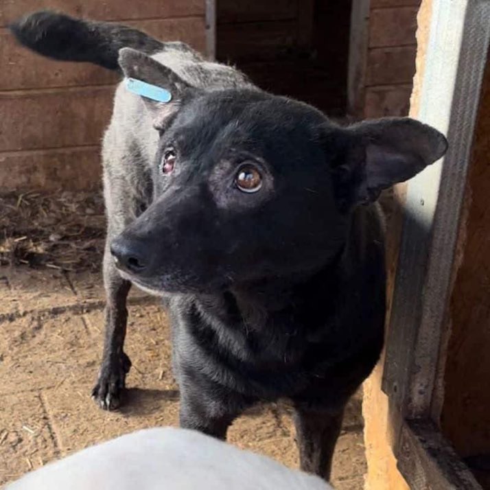 Lisa Clare Read ๐ (@lisaclareread2) on Twitter photo Raluca has been waiting over 2 years for a home. Please contact <a href="/ProDogRomania/">ProDogRomania</a> if you are able to help this lovely lad. Kennels is no place for this beautiful boy. Thank you ๐๐๐พ
prodogromania.de/alle-hunde/ralโฆ
#AdoptDontShop #Germany #Austria #Switzerland #forgottensoulshour #k9hour Raluca has been waiting over 2 years for a home. Please contact <a href="/ProDogRomania/">ProDogRomania</a> if you are able to help this lovely lad. Kennels is no place for this beautiful boy. Thank you ๐๐๐พ
prodogromania.de/alle-hunde/ralโฆ
#AdoptDontShop #Germany #Austria #Switzerland #forgottensoulshour #k9hour