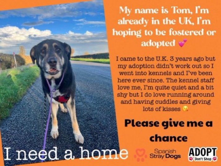 Lisa Clare Read ๐ (@lisaclareread2) on Twitter photo Adorable young boy Tom is already in the UK and is still on the lookout for his forever/ #Foster home with a large garden. Please contact <a href="/spanishstray/">Spanish Stray Dogs</a> for details on adopting this lovely lad. Thank you
spanishstraydogs.org.uk/dog/tom/
๐๐ถ๐พ #forgottensoulshour #dogs #UK #MastinX Adorable young boy Tom is already in the UK and is still on the lookout for his forever/ #Foster home with a large garden. Please contact <a href="/spanishstray/">Spanish Stray Dogs</a> for details on adopting this lovely lad. Thank you
spanishstraydogs.org.uk/dog/tom/
๐๐ถ๐พ #forgottensoulshour #dogs #UK #MastinX