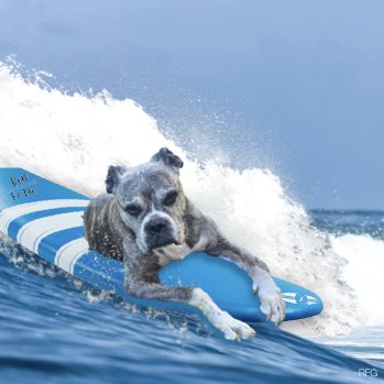 LolaMennola's tweet image. #nipclub I&apos;ve caught a wave, or perhaps it&apos;s caught me!