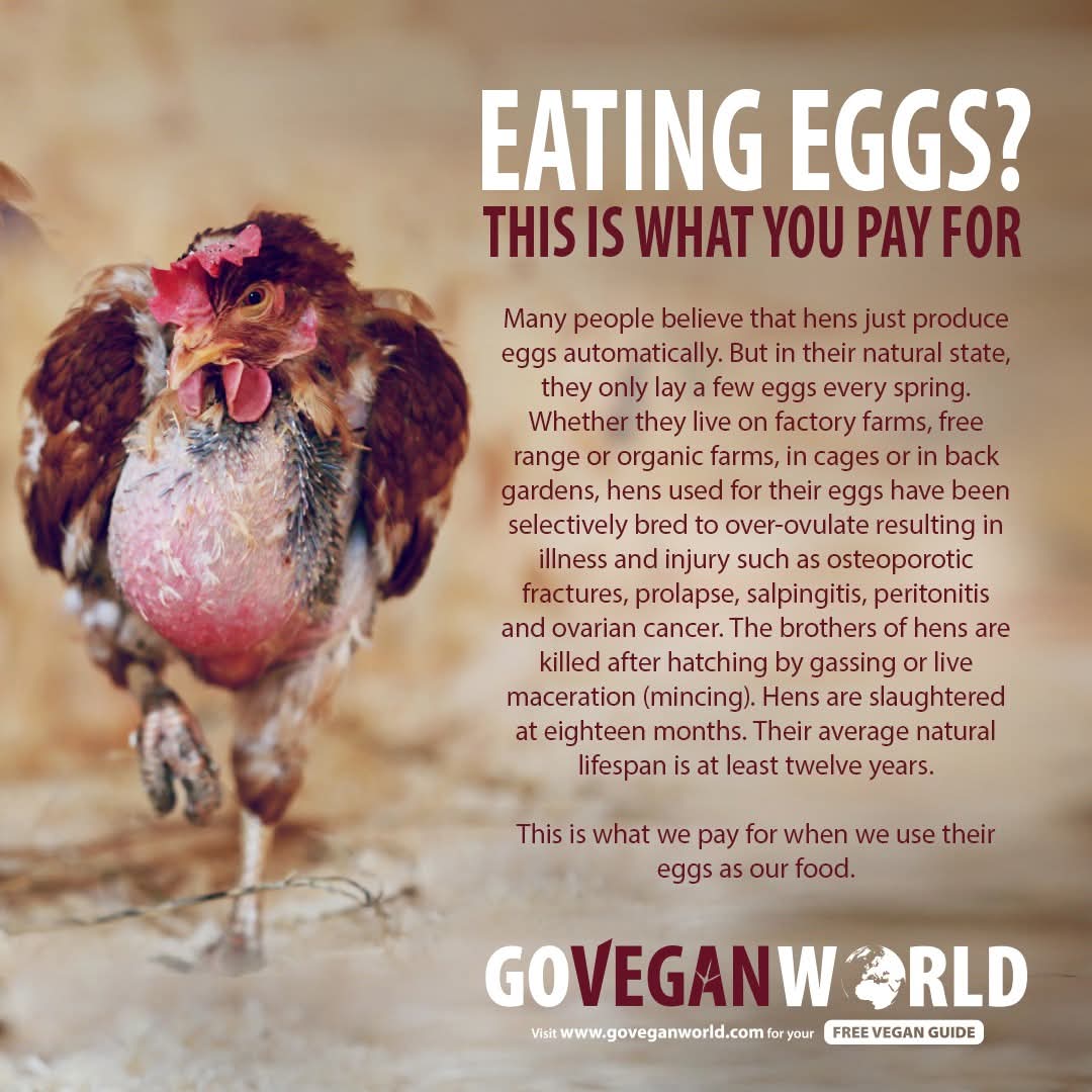 Dervilla(v) (@derviemoo) on Twitter photo 