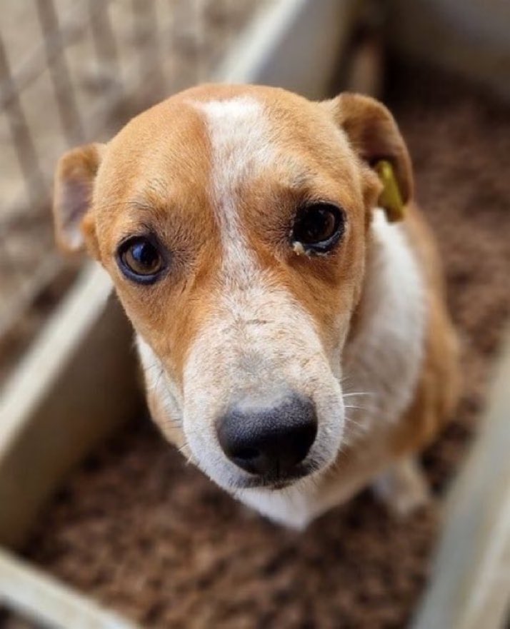 Lisa Clare Read ๐ (@lisaclareread2) on Twitter photo Gorgeous Juri has been waiting over 2 years for a forever home. Please contact <a href="/ProDogRomania/">ProDogRomania</a> if you are able to help this lovely lad. Kennels is no place for this beauty. Thank you ๐๐๐พ#AdoptDontShop #Germany #Austria #Switzerland #forgottensoulshour
prodogromania.de/alle-hunde/jurโฆ Gorgeous Juri has been waiting over 2 years for a forever home. Please contact <a href="/ProDogRomania/">ProDogRomania</a> if you are able to help this lovely lad. Kennels is no place for this beauty. Thank you ๐๐๐พ#AdoptDontShop #Germany #Austria #Switzerland #forgottensoulshour
prodogromania.de/alle-hunde/jurโฆ